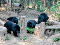 Ursos-negros-asiáticos no centro de resgate de animais perto das cascatas Kuang Si em Luang Prabang, Laos