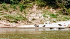 Búfalos-de-água na margem do rio Mekong entre Luang Prabang e Huay Xai durante a viagem de slow boat no Laos