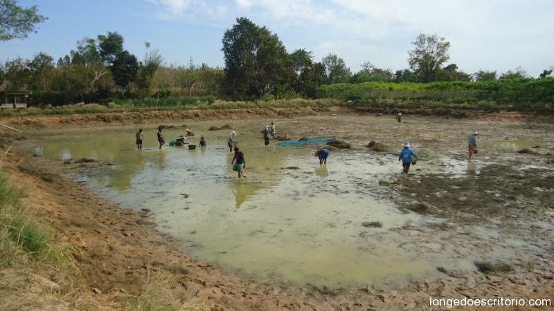 Piscicultura na Tailândia